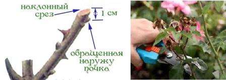 Старайтесь сократить полив к минимуму. Если есть отцветшие цветки, убирать их не стоит. Прищипните верхушки у растущих побегов. Начиная с середины октября, рекомендуется обрывать листья у розы, а также недозревшие веточки. Это делается для того, чтоб растение не росло, и в то же время опавшая листва не стала источником грибковых заболеваний.