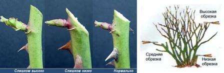 После обрезки растение обрабатывают железным купоросом. Перед заморозками или в начале зимы нужно будет провести окучивание. Для этого кусты засыпают сухой землей. Не рекомендуется для окучивания использовать опилки или песок, так как они будут удерживать влагу. Высота кучи может быть около 30 см.