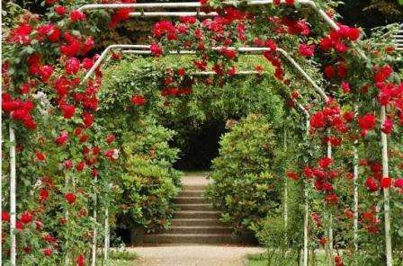 Некоторые растения способны пережить любые морозы, а некоторые просто не в состоянии. Побеги роз очень чувствительны, поэтому к весне растения обмерзают и в результате практически не цветут в сезонное для них время года. Именно поэтому важно правильно ухаживать за розами, чтобы ваш розарий радовал глаз.