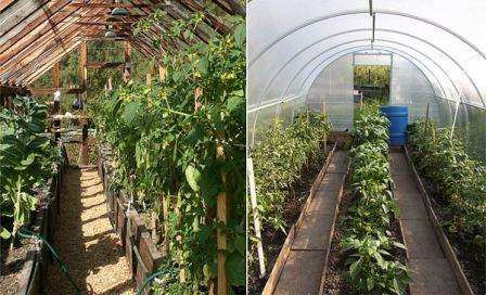 Как выращивать и поливать тепличные растения?