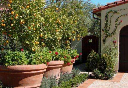 Цитрусовые деревья вы можете в летнее время вынести на террасу, оливки, купленные в магазине, поставьте на столе