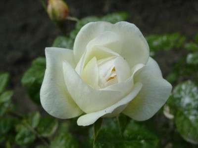 «Queen Elizabeth»