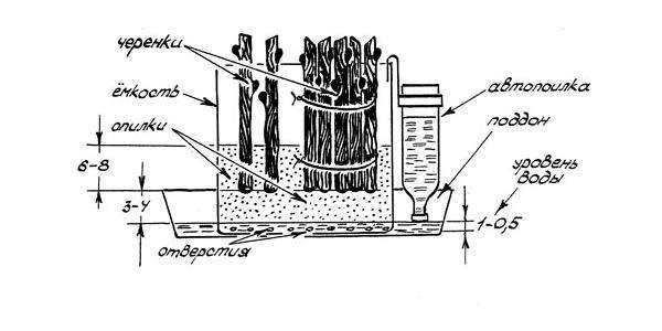 Также возможно выращивать черенки в наполнителе