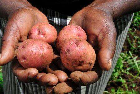 Посадка картофеля по голландской технологии. Видео