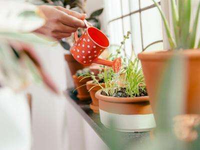 Удобрения для комнатных растений в домашних условиях могут включать с себя только один минерал или же состоять из целого комплекса полезных веществ. 
