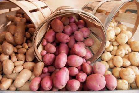 Условия правильного хранения картофеля