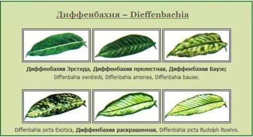 Неправильный температурный режим, полив и прочие факторы — все это причины пожелтевших листьев растения