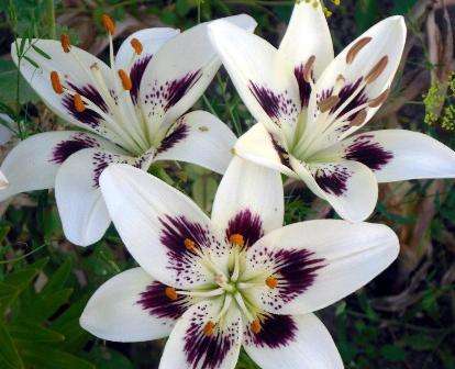 Азиатская лилия — это садовые и гибридные виды типа Тигровой лилии, лилии Давида, а также голландская лилия