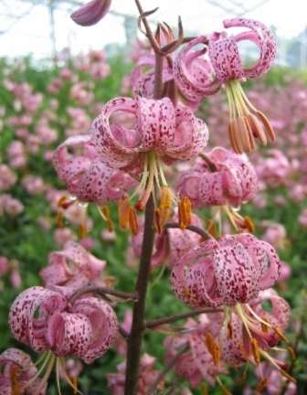 Кудрявые гибридные лилии (Мартагон) — это растения, которых насчитывается до ста видов. Все они отличаются высоким ростом. 