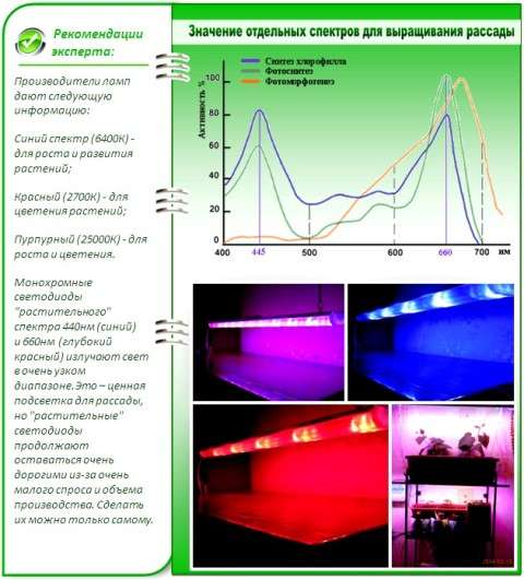 Такие растения быстро растут и дают хороший урожай.Обратите внимание на график.
