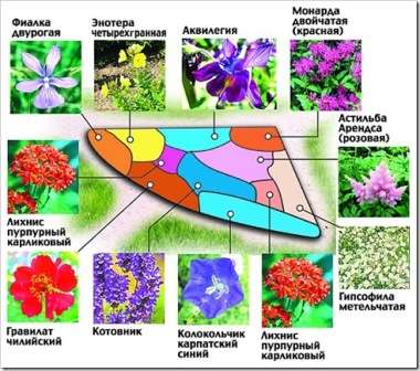 Существуют великолепные экземпляры цветов, которые превосходно себя чувствуют на специфических почвах