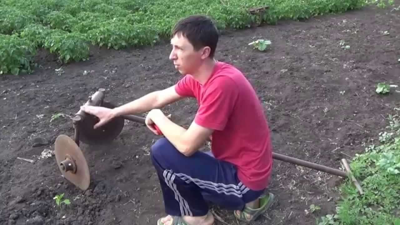 Пропольщик картофеля Пропольщик картофеля