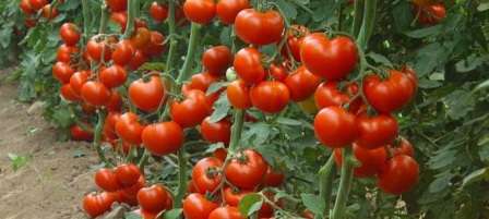 Залог крупного и здорового урожая томатов — это не только отменный посадочный материал