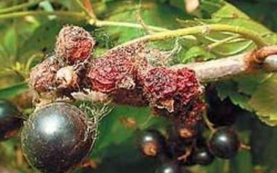 Внешне больные ягоды отличаются тем, что они оплетены паутиной. Что предпринять для сохранности урожая?
