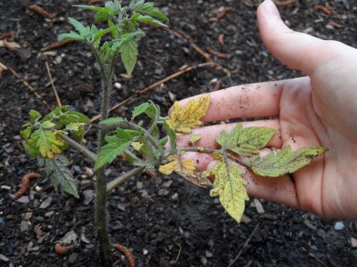 Почему желтеют листья у помидоров и как лечить подобное явление? Ответ на этот вопрос узнаем из этой статьи.