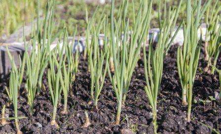 Итак, борьба с вредителями лука репчатого народными средствами начинается уже в весенний период и продолжается до сбора урожая. Не стоит отчаиваться, если вы заметите на своем дачном участке нежданных насекомых. Следуя нашим советам, вы обязательно от них избавитесь.