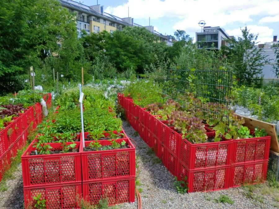 Посадка астр в открытом грунте Посадка астр в открытом грунте