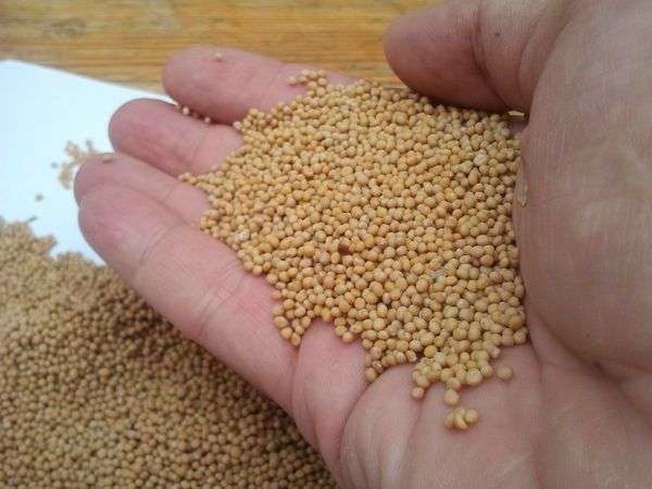 Когда сеют семена горчицы Когда сеют семена горчицы