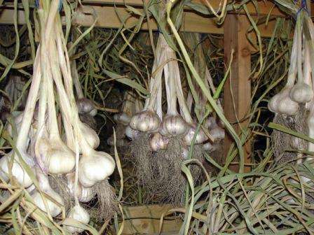 Для этого необходимо внимательно осматривать каждую головку, удаляя те, которые вызывают недоверие и сомнения. Например, на поверхности ясно видны вмятины, порезы или черные пятна, а если головка мягкая и существуют пустоты, важно использовать такой овощ в первую очередь.