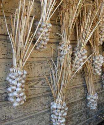 Самый лучший способ — внимательно осматривать ботву и листья. Как только она станет ярко желтого цвета и начнет клониться к земле — самое время собирать урожай.