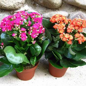 Тема этой статьи — каланхоэ: уход в домашних условиях. Фото и наши советы помогут вам вырастить здоровое и красивое растение.