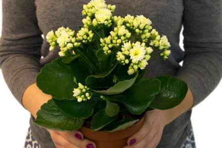 Тема этой статьи — каланхоэ: уход в домашних условиях. Фото и наши советы помогут вам вырастить здоровое и красивое растение.