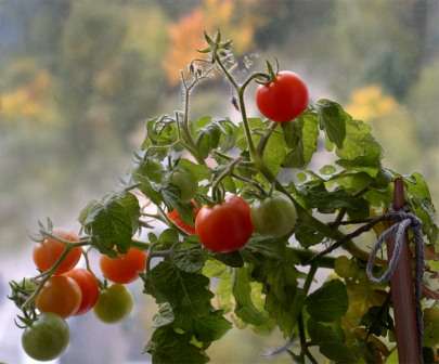 помидоры на окне выращивание