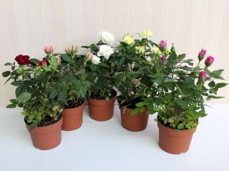 Тема этой статьи — комнатная роза: уход в домашних условиях. Фото и наши рекомендации помогут вам создать наиболее идеальные условия для выращивания этого эффектного растения.