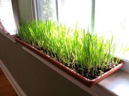 Использование минеральный удобрений. Как вариант, можно воспользоваться комплексными добавками, которые уже содержат в себе все нужные элементы и минералы.