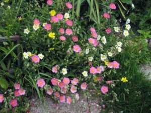 Итак, солнцецвет - посадка и уход, фото и наши рекомендации непременно помогут вам получить красивое, яркое и здоровое растение. Надеемся, что наши советы будут вам полезны.