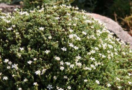 Для начала представляем вашему вниманию подборку фото, где изображены различные виды гипсофилы.