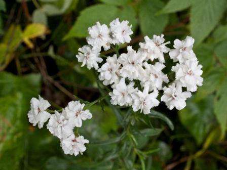 Но если вы хотите, то можете не более двух раз за сезон подкормить цветок органическими (настой коровяка) или комплексными минеральными удобрениями. Важно, чтобы они не влияли на кислотность земли.