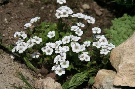 Для начала представляем вашему вниманию подборку фото, где изображены различные виды гипсофилы.