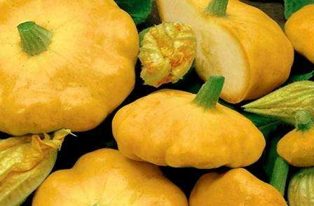 Имеют тонкую кожицу, плотную мякоть с небольшим количеством семян, светло-кремового оттенка. Сорт обладает высокой урожайностью и плоды, практически, не перерастают, но желательно осуществлять их сбор еженедельно.