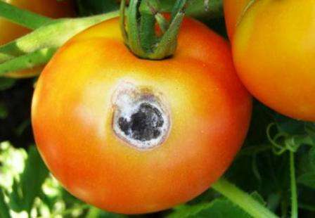 е лишней будет обработка томатов раствором «Оксихом».