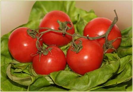 Урожайность томатов: если соблюдать все условия, которые требуются томатов для качественного роста и развития, 