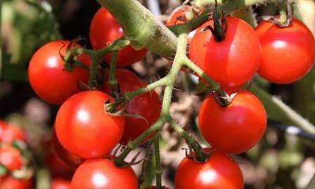 Какие сорта помидор подходят для теплиц из поликарбоната? Фото