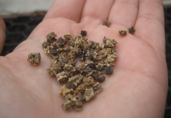 Высевание семян свёклы осенью