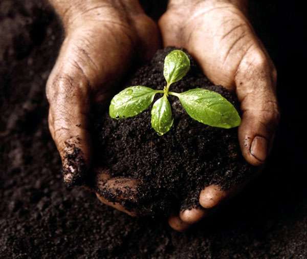 Приготовление почвосмеси для рассады