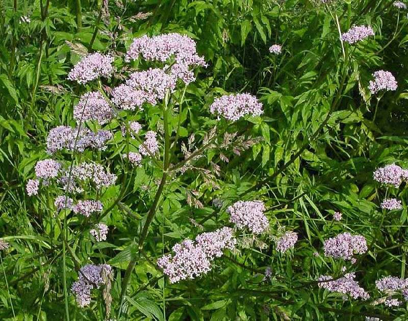 Валериана лекарственная: выращивание на даче