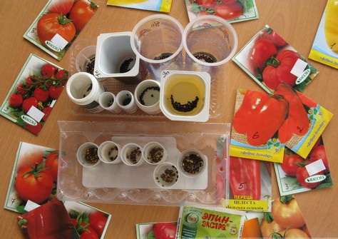 замачивание семян в стимуляторах