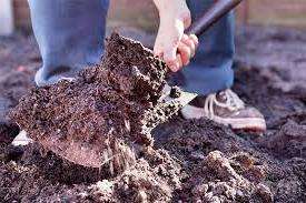 Стандартное рыхление почвы перед посадкой растений поможет предотвратить появление капустянки на грядках. Опытные дачники вырывают с осени траншеи по периметру участка и наполняют их навозом. Ловушки из навоза можно делать и в весеннее время.