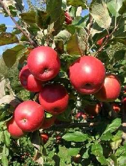 Чем подкормить яблони осенью