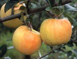 Но опытный садовод понимает, что для получения обильного, спелого урожая, яблоне необходимо правильное питание, особенно осенью, когда плоды уже собраны, а дерево начинает активно готовиться к зим