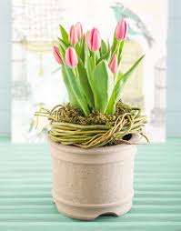 В основном тюльпаны принято разводить с помощью луковиц, поскольку семена смогут дать результат лишь через несколько лет, но все же выращивание тюльпанов таким методом в домашних условиях довольно мудрое решение