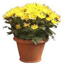 Как видим, вовсе необязательно выбрасывать хризантему, которая отцвела. Это растение, хоть и немного отличается от того, что высаживается в открытом грунте, но также способно долго радовать глаз своего хозяина, но только при правильном уходе.