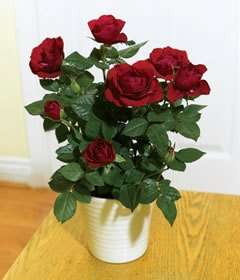 Приобретать саженцы роз довольно дорого, и нет гарантии, что вам продадут действительно качественный товар. Поэтому самым лучшим решением будет вырастить розу из черенка осенью в домашних условиях.