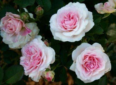 Эти цветы прекрасно растут даже в самых морозных уголках нашей планеты и имеют большое разнообразие сортов, поэтому каждый сможет подобрать подходящую розу для своего дачного участка. Как же выглядит канадская роза? Рассмотрим ее сорта, фото и описание.