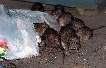  Кроме того, грызуны являются переносчиками многих заболеваний, в том числе смертельных. Как бороться с крысами в частном доме и какие методы самые эффективные?