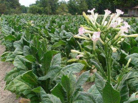 Табак: выращивание из семян в домашних условиях